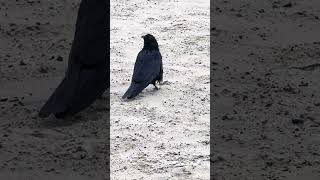 Poor little crow missing a foot 😢crow crows [upl. by Wolfgang]