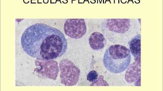 LEUCOCITOS NORMALES Y PATOLÓGICOSwmv [upl. by Onitnerolf439]