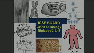 ICSE Class X Biology The Excretory System Episode 321 [upl. by Tecil]