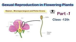 Stamen Microsporangium and Pollen grains  Class 12th  NEET  Biocules [upl. by Okeim]