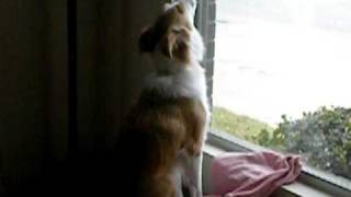 Border Collie Dog Howling [upl. by Xylon484]