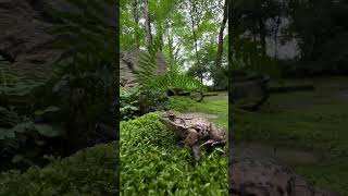 Tea with frogs teatime greentea greenfrog frogsofinstagram moss frogpond [upl. by Ddahc777]