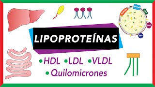 Lipoproteínas Quilomicrones VLDL LDL y HDL Transporte de lípidos [upl. by Nidorf]