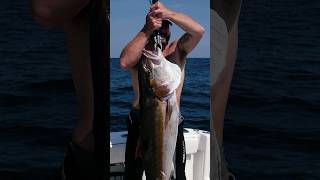 50 LB AMBERJACK [upl. by Suhploda]