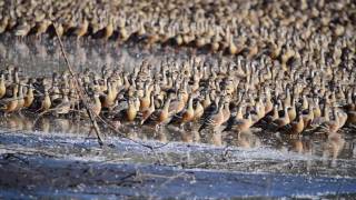 Plumed Whistling Duck [upl. by Melissa]