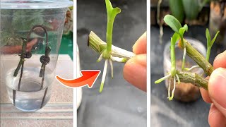 3 Great ways to propagate orchids from cuttings [upl. by Jim322]