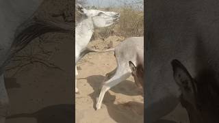 donkeys pets stots youtubeshorts [upl. by Sofer]