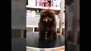 Primo taglio cucciolo barbone toy  ARMONY PET BEAUTYampSPA [upl. by Nohtahoj]