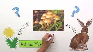 Das Pflanzenreich  Biologie  Evolution [upl. by Terence]