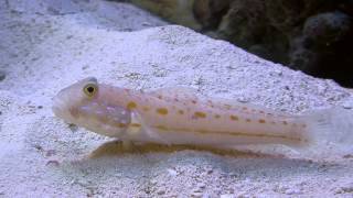 Orange spotted goby Valenciennea puellaris diamond goby [upl. by Einnoj]