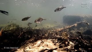 Underwater Wild SeriesThreespined Stickleback Gasterosteus aculeatus  Animalia Kingdom Show [upl. by Pleione948]