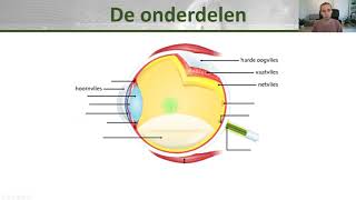 Onderdelen van het oog  Anatomie  Klas 1 [upl. by Vite]