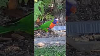 Lorikeets always cute lorikeets [upl. by Ahcsatan]