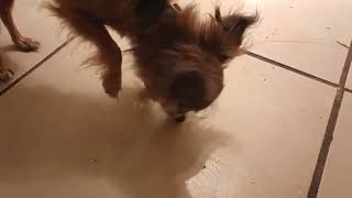 Villanova walked around in our kitchen a bunch Shes very busy She did lots of sniffing around VID [upl. by Kennedy]