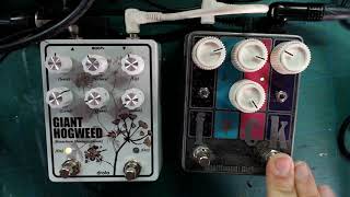 Giant Hogweed Fuzz stacked with a SSBS Fck Overdrive [upl. by Lani]