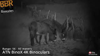 ATN Binox 4K Binoculars  Sample Video Day amp Night [upl. by Sorvats]