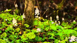 The 2013 Wildflower Pilgrimage [upl. by Uht]