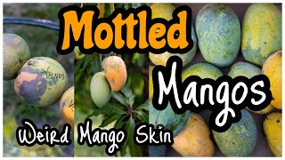 Mottled Mangos  Weird Mango Skin [upl. by Seraphina]