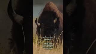 Bisontes americanos de millones a 350000 ejemplares especies sabiasque biologia [upl. by Ver]