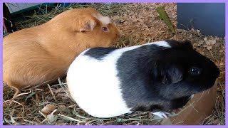 Guinea pig rooftop adventures [upl. by Rojam]