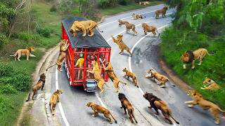 65 Incredible Safari Moments Caught on Camera [upl. by Lloyd507]