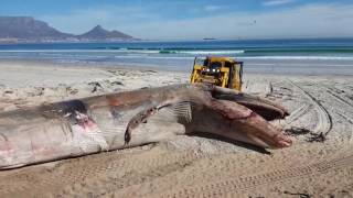 Loading Breeder whale carcass  Sunset Beach Cape Town 15 May 2017 [upl. by Peoples]