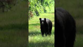 American Black Bear at Dismal Swamp State Park NC [upl. by Esyak140]