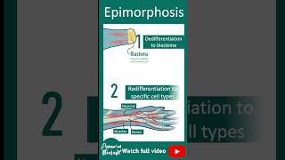 Epimorphosis  Limb regeneration in salamander [upl. by Attehcram]