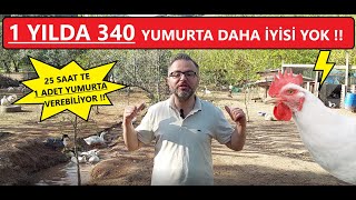 DÜNYADA EN ÇOK TERCİH EDİLEN YUMURTA VERİMİ EN YÜKSEK TAVUĞU LİGORİN [upl. by Bianca]