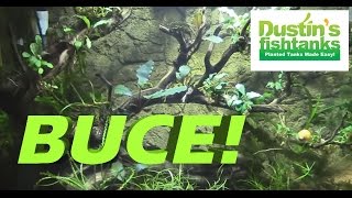 How I aquascape the 26 BOW FRONT Aquarium TANKS TOUR [upl. by Ringler226]