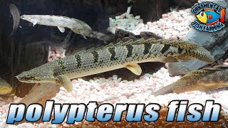 The Ornate Bichir Polypterus ornatipinnis  polypterus fish [upl. by Ecirtal]