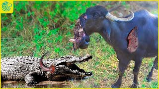 Pitiful 30 Moments Buffalo Has Three Legs When Fighting With Crocodiles King  Animal Fight [upl. by Sikko]