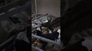 just fun🤣dairy calf kisscalf love animals dairyanimals growth viralvideo ytshorts music [upl. by Fatima154]