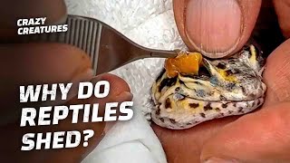 How I Helped This Reptile Shed Their Skin [upl. by Melleta]