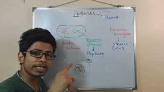 Episome  genomic DNA and plasmid in conjugation [upl. by Marleah]