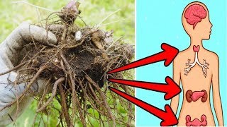 7 Incredible Benefits Of Valerian Root You Wish Someone Told You Earlier [upl. by Calise999]