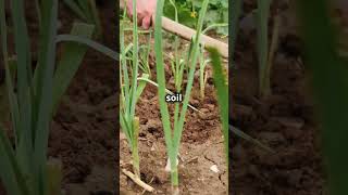 Soil RECHARGE Myths You Wont Believe Are False [upl. by Wilie]