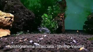 Apistogramma trifasciata  ShrimpVisions [upl. by Itsud732]