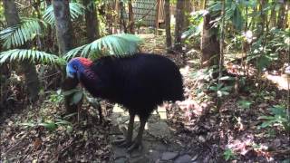 Cassowary territorial rumbling [upl. by Burkhard]