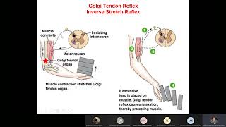 CNS301 Physiology  Lec 16  Polysynaptic reflexes amp Complete TS of spinal cord  Dr Hani [upl. by Peper]