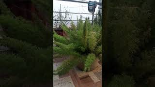 Foxtail plantgardenig is my passionindoorplantsgarden Foxtailplantbalcony gardentrendingshorts [upl. by Zela]