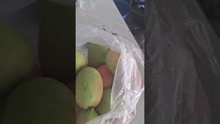 Amazing Pink Mango Different Variety of Mango in the Philippines Pahutan [upl. by Ebonee]