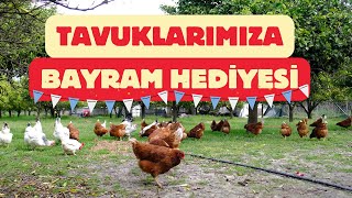 Yumurta Toplama  Yoncaları Balyaladık  Ağaçlara Uygulanan Zehir köyegöç çiftlikhayatı tavuk [upl. by Emmi825]