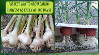 The FASTEST Way To Grow GARLIC Grow Hydroponic Garlic Kratky Method [upl. by Downe87]