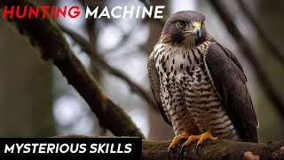 Unveiling the Peregrine Falcons Shocking Hunting Skills  Hunting Machine  Fun Facts [upl. by Tayib]