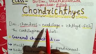 Class chondrichthyes characters and classification in Hindi [upl. by Darill]