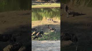 A pack of endangered wild dogs  otherwise known as painted wolves  debate their next move safari [upl. by Hsan]