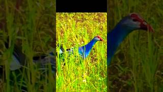 naturelover birdwatching shortsvideo indianbirds [upl. by Julietta]