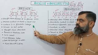 Difference between Amylose amp Amylopectin UrduHindi medium profmasoodfuzailAmylose amylopectin [upl. by Llemar]