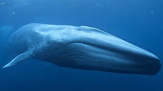 Baleine Bleue – Le Plus Grand Animal Du Monde  Documentaire FrançaisHD [upl. by Affrica]